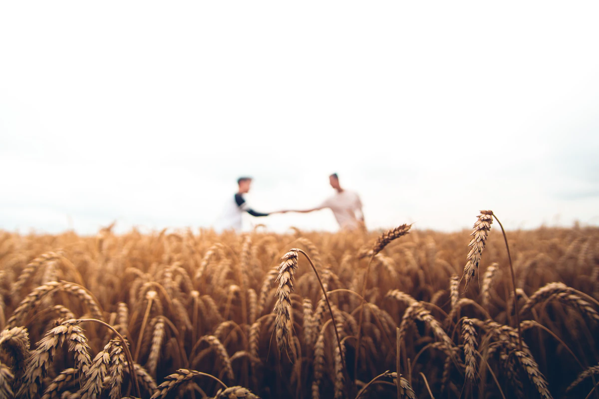 Two people shaking hands in a ripe wheat field