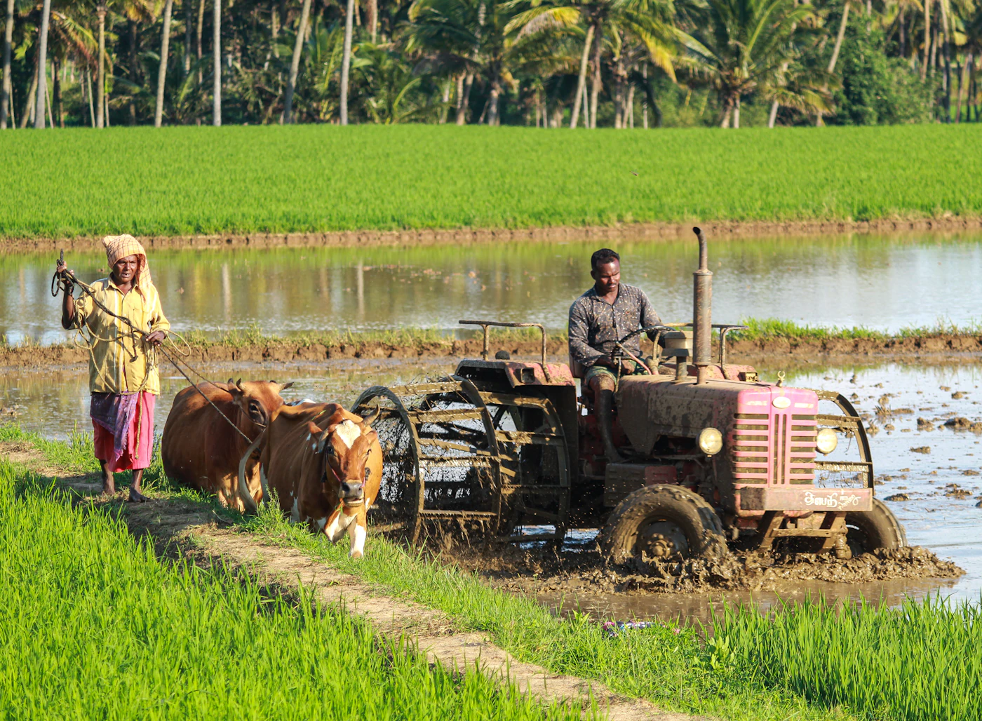 Farmers working a flooded rice paddy with a tractor and cattle in South India