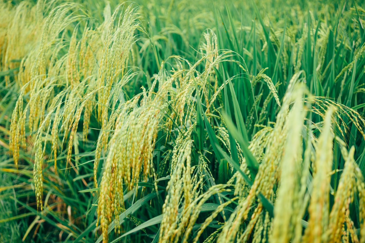 Lush green rice paddy with ripening golden grain heads
