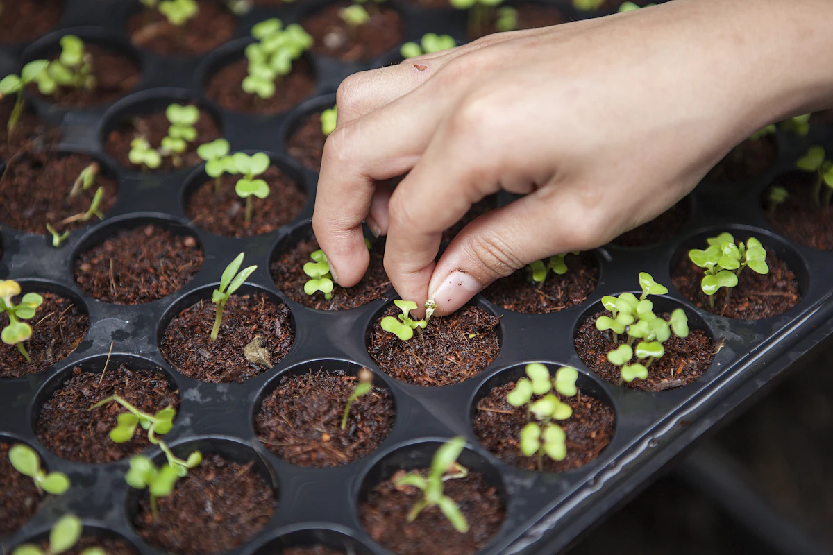 Hand placing a seedling into a nursery tray of young plants